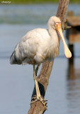 Yellow Billed Spoonbills