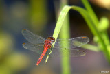 Red dragonflies