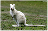 5806- bennetts white-wallaby
