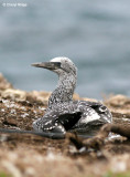 5320-young-gannet