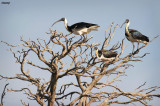 0146-ibis in tree