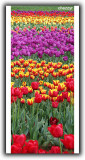 carpet-of-tulips