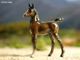 Beswick horse - Arab foal F1407 in brown gloss