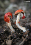0684-fungi.jpg