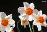 2199-daffodils.jpg
