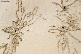 3381- soldier crab sand art