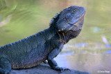 Eastern Water Dragons