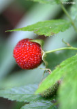 2844-roseleaf-raspberry.jpg