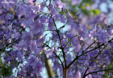 3742-jacaranda.jpg