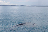 3410-whales.jpg