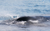 3957-whale.jpg