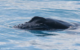 3960-whale.jpg