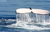 9743-whale-tail.jpg