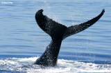 9744-whale-tail.jpg