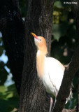 3751-cattle-egret.jpg