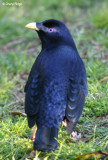 Satin Bowerbirds