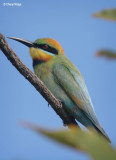 Rainbow Bee eaters