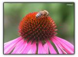 bee on top of flower