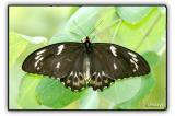 birdwing butterfly - female (melbourne zoo)
