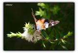 Yellow Admiral Butterfly