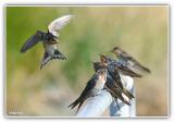 swallow coming in to land