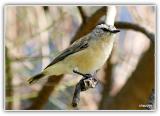 yellow rumped thornbill