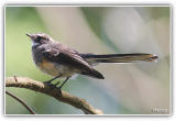 fantail