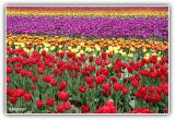 carpet of flowers - tesselaar tulip festival - victoria