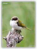 white naped honeyeater