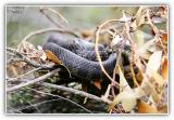 tiger snake