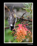 new holland honeyeater