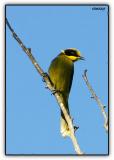 yellow tufted honeyeater