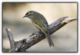 yellow faced honeyeaters