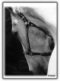 Quarter Horses and Stock Horses