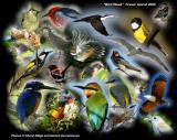 Bird Week Fraser Island Qld  - photo montage by Cheryl Ridge