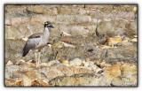 beach stone curlew seen during Bird Week ramsar site cruise