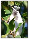 blue faced honeyeater at kingfisher bay resort