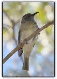 brown honeyeater