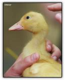 duckling