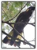 yellow-tailed black cockatoo
