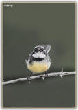 grey fantail