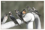 swallows perched