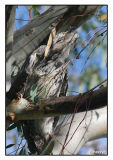 tawny frogmouth