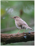 5073-thrush