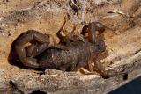 florida bark scorpion.jpg