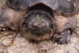 Chelydra serpentina (Florida snapping turtle), Leon county, Florida