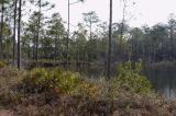 Pine Flatwoods Pond
