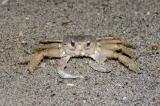 Ghost Crab, Indialantic Beach, Florida