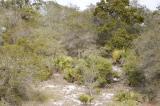 Florida Scrub on Lake Wales Ridge