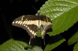 Costa Rican Swallowtail